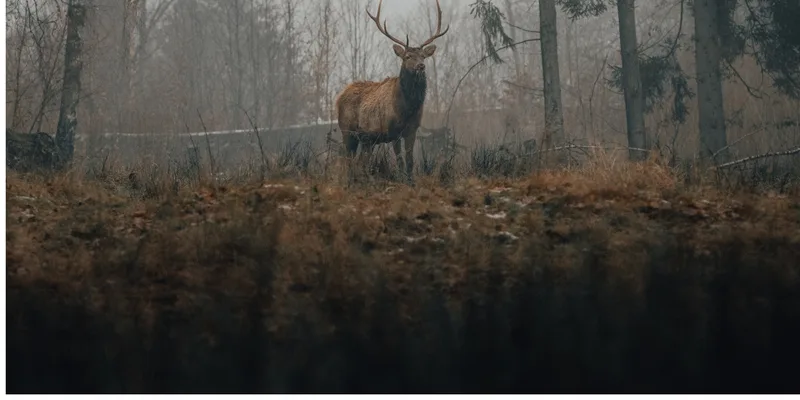 L'anima selvaggia d'Abruzzo, 2-4 ottobre 2026 Cervo nel Parco Nazionale d'Abruzzo durante il bramito, workshop fotografico